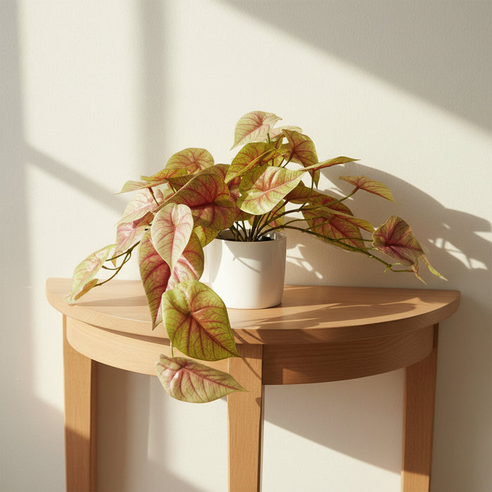 Pink Caladium Potted Trailing Plant - 30cm