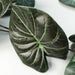6 x 120cm Artificial Hanging Trailing Plant Alocasia Dragon Scale Dark