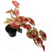 35cm Artificial Hanging Trailing Plant Pink Splash Caladium