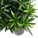 40cm Podocarpus Bush Artificial Plant