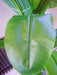 180cm Artificial Banana Tree Tropical Plant
