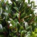 90cm Pair of UV Resistant Gloxinia Single Ball Topiary with 1608 Leaves and Natural Trunk