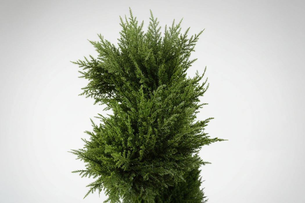120cm Pair of Stylish Spiral Cypress Topiary Tree. UV Resistant Outdoor