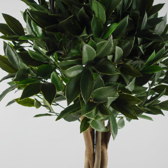 120cm Pair of Bay Trees Laurel UV Resistant Outdoor Topiary