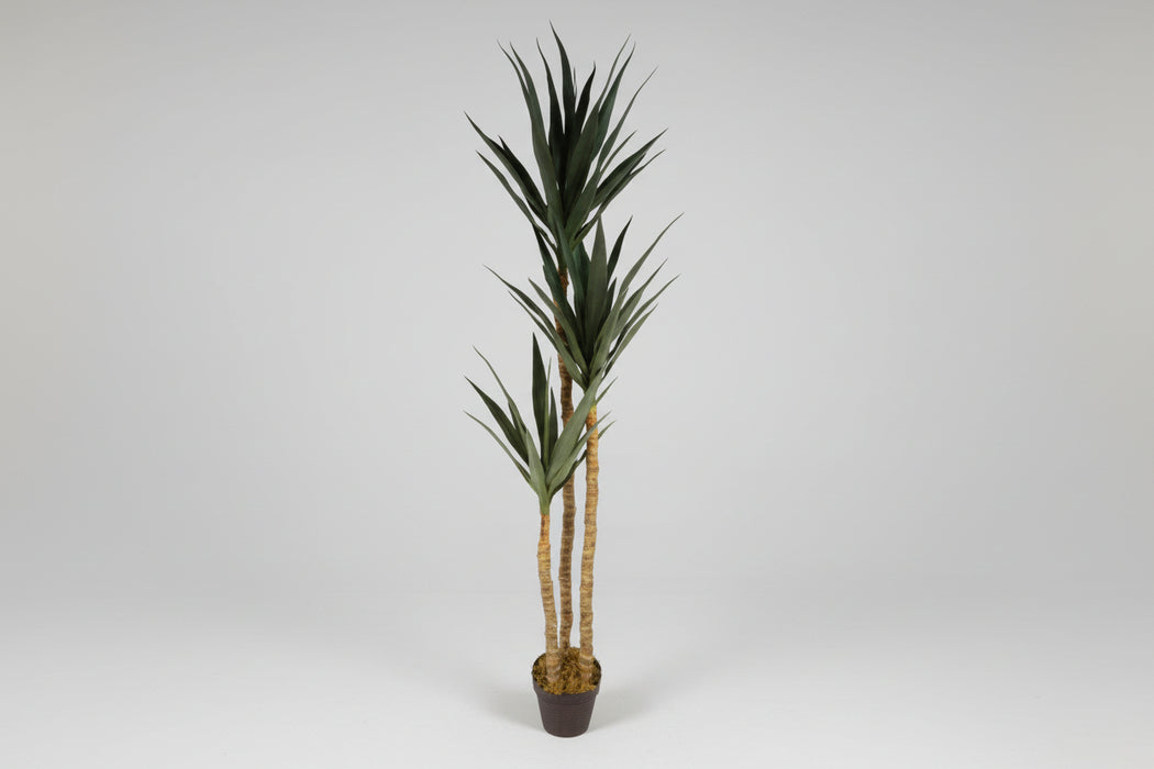 170cm Stunning XL Triple Yukka Spiky Tree Plant