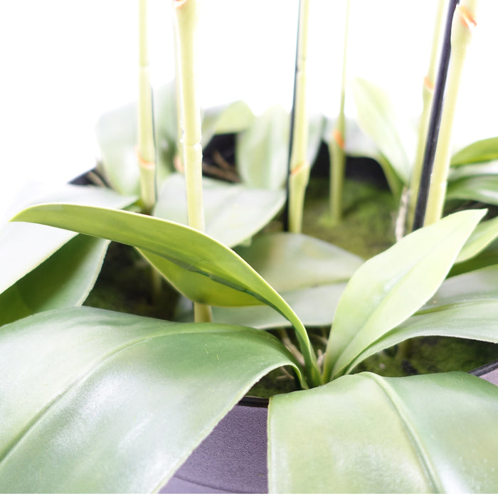 110cm Large White Orchid Plant - Artifcial - 41 REAL TOUCH flowers