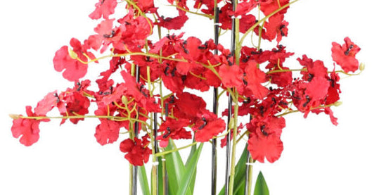 Oncidium Orchid Red in Stoneware Planter - 90cm