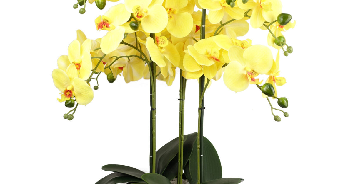 60cm Yellow Orchid – Black Ceramic Planter