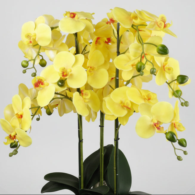 60cm Yellow Orchid – Black Ceramic Planter