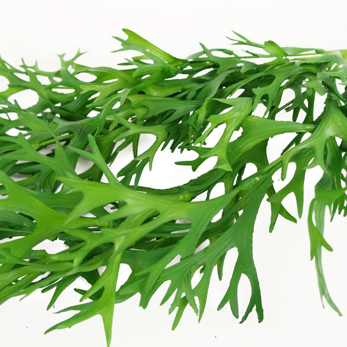 Pack of 6 x 80cm Hanging Artificial Staghorn Fern