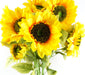 Pack of 6 x 88cm Yellow Artificial Sunflower - 18 heads