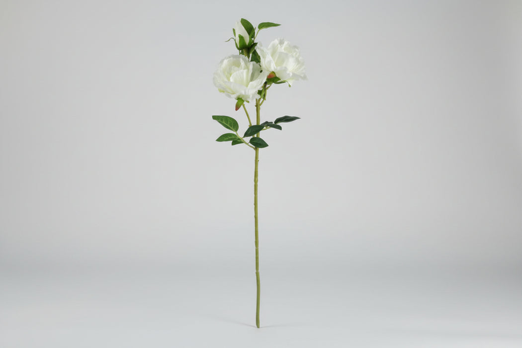 White Roses Purple Starflower Display 60cm - Glass Vase