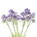 Pack of 6 x 60cm Purple Starflower Stem - 30 Flowers