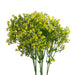 Pack of 6 x 55cm Gypsophila Yellow Stem