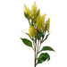 55cm Callistemon Pallidus Yellow Bottle Brush Stem