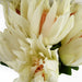 65cm Protea Sugarbush Flower Stem - White