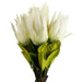 Pack of 6 x 65cm Protea Sugarbush Flower Stem - White