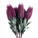 Pack of 6 x 75cm Banksia Menziesii Pink Flower Stem Artificial