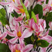 6x 100cm Pink Magnolia Floral Spray Artificial