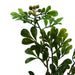 45cm Artificial Aglaia Odorata Bonsai Ficus Tree