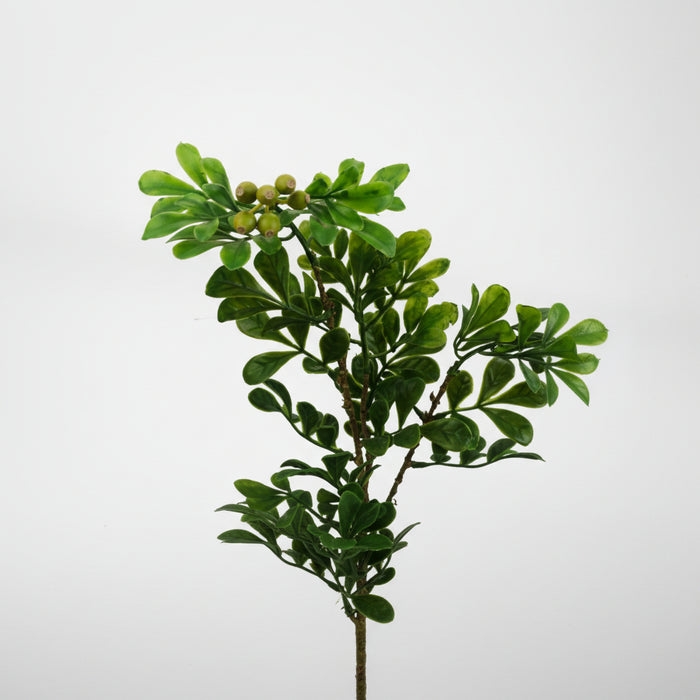 45cm Luxury Aglaia Odorata Bonsai Ficus Tree