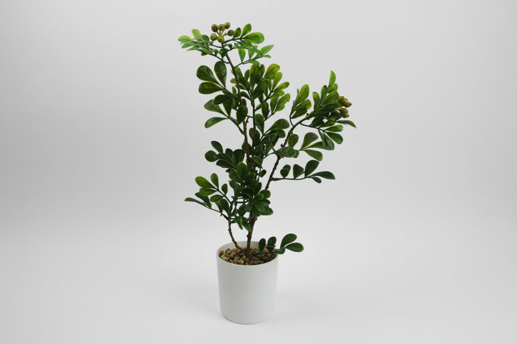 45cm Luxury Aglaia Odorata Bonsai Ficus Tree
