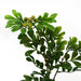 45cm Artificial Aglaia Odorata Bonsai Ficus Tree