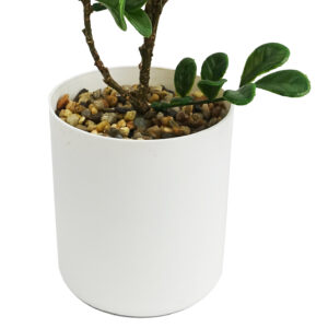 45cm Luxury Aglaia Odorata Bonsai Ficus Tree