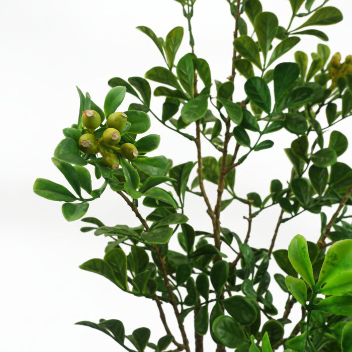60cm Tall Variegated Aglaia Odorata Bonsai Ficus Tree