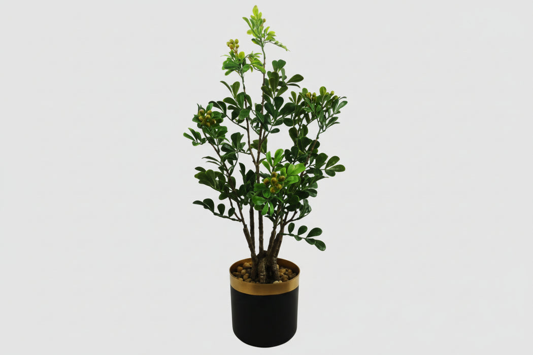 60cm Tall Variegated Aglaia Odorata Bonsai Ficus Tree