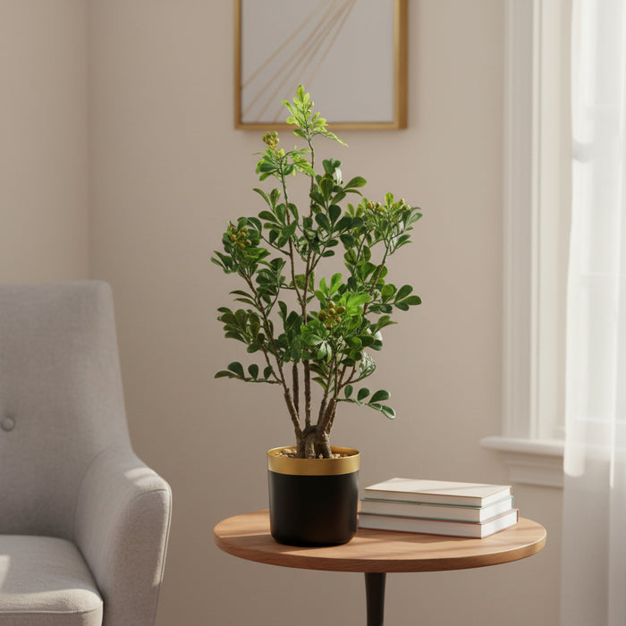 60cm Tall Variegated Aglaia Odorata Bonsai Ficus Tree
