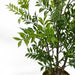 60cm Artificial Nandina Bonsai Ficus Tree