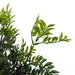 60cm Artificial Nandina Bonsai Ficus Tree