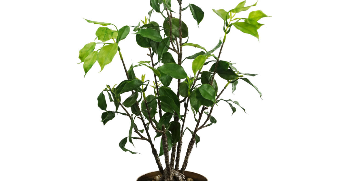 60cm Banyan Bonsai Ficus Tree