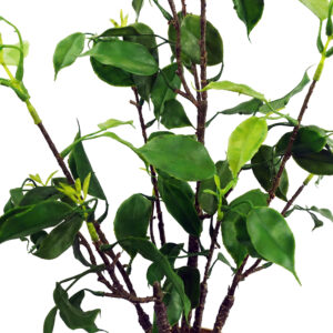 60cm Banyan Bonsai Ficus Tree
