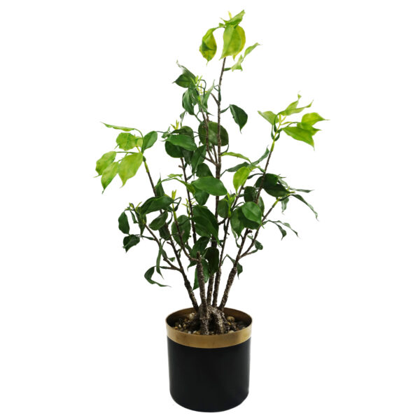 60cm Banyan Bonsai Ficus Tree