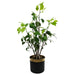 60cm Artificial Banyan Bonsai Ficus Tree