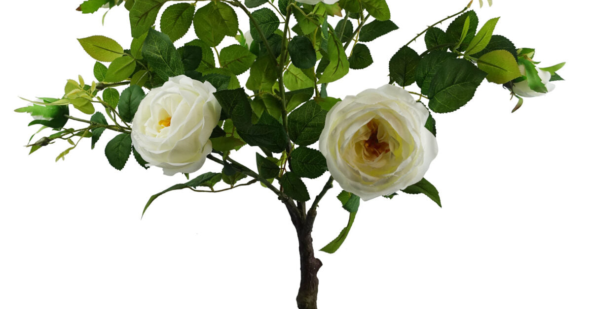 White Camellia Rose Plant - 70cm