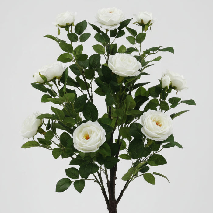 White Camellia Rose Plant - 70cm