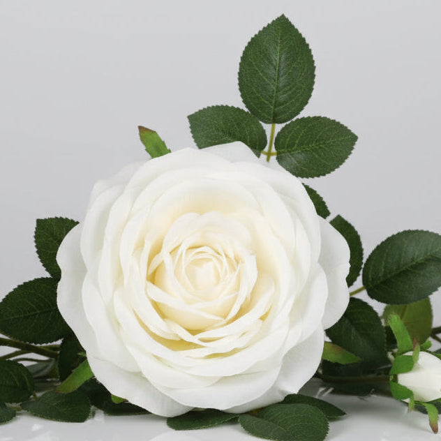 White Camellia Rose Plant - 70cm