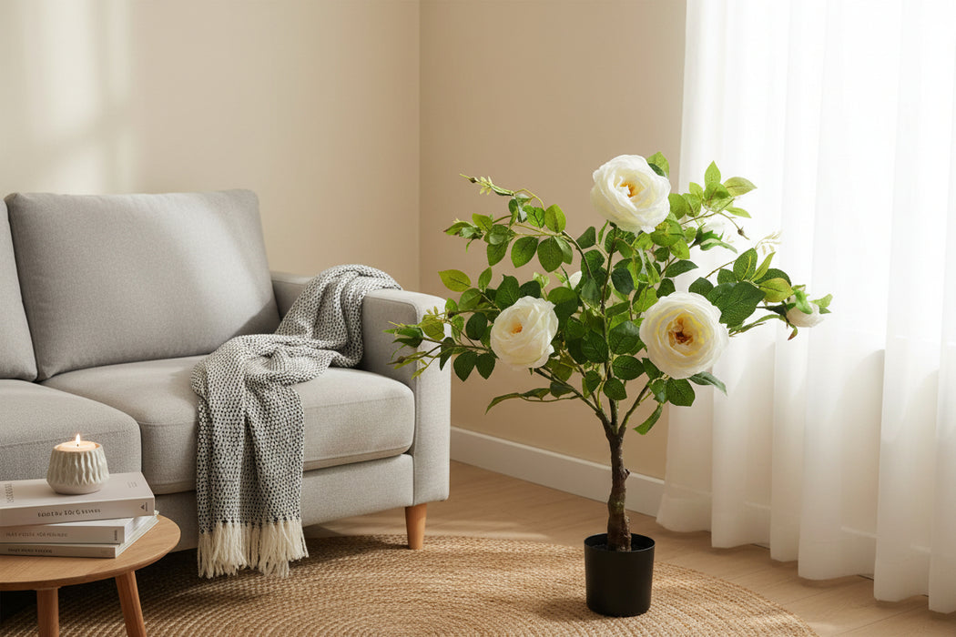 White Camellia Rose Plant - 70cm