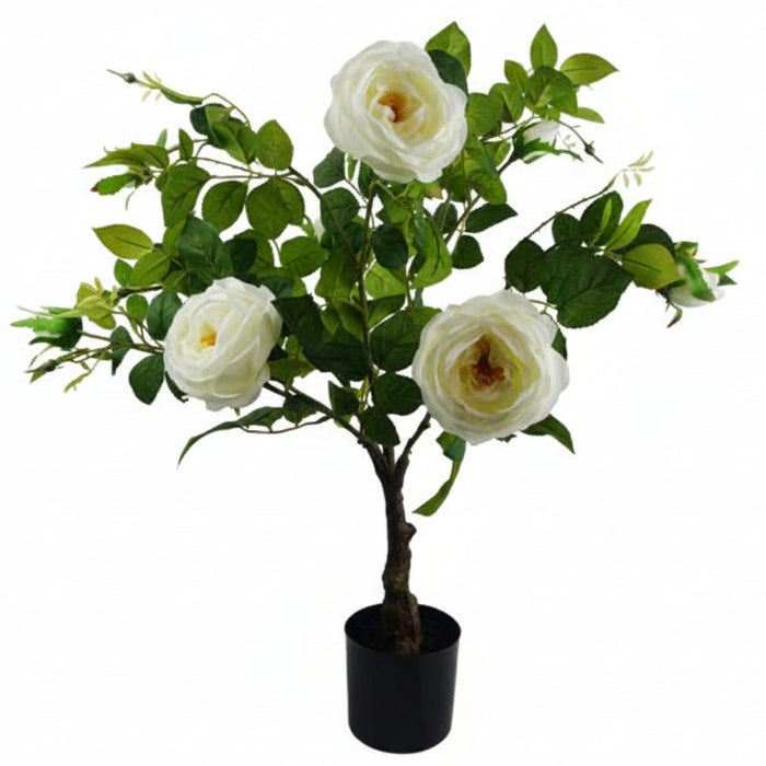 White Camellia Rose Plant - 70cm