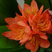 18cm Artificial Freesia Plant Orange Flowering