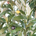180cm Artificial Natural Look Olive Tree with Wooden Trunk