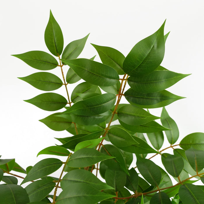 110cm Toona Sinensis Tree - Evergreen