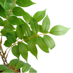 110cm Toona Sinensis Tree - Evergreen