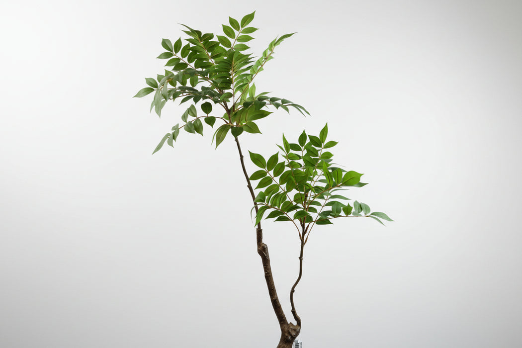 110cm Toona Sinensis Tree - Evergreen