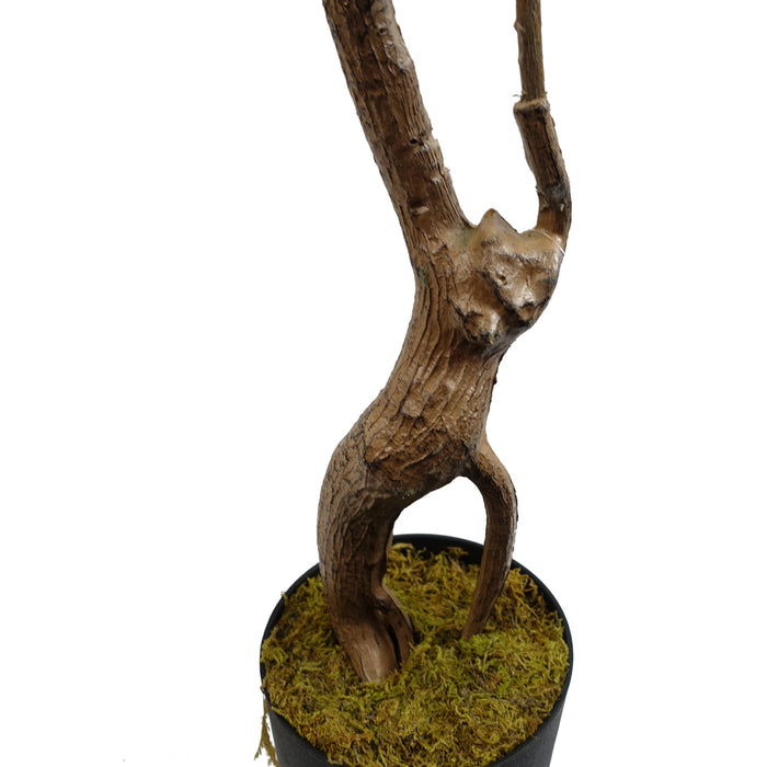 110cm Toona Sinensis Tree - Evergreen