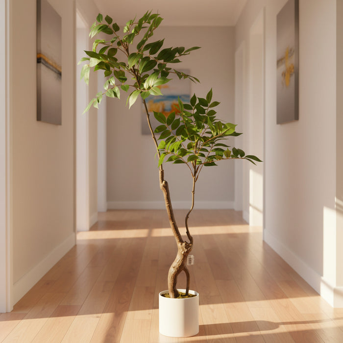 110cm Toona Sinensis Tree - Evergreen