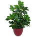 55cm Dark Green Artificial Schefflera Arboricola Plant
